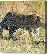 Leopard Stalking #2 Acrylic Print