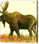 Moose #2 Acrylic Print