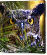 Owl In The Pines #2 Acrylic Print