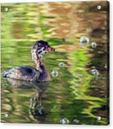 Pied-billed Grebe Bubbles #2 Acrylic Print