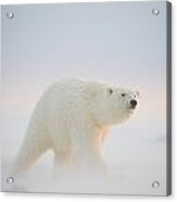 Polar Bear  Ursus Maritimus , Young #2 Acrylic Print