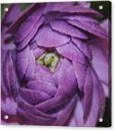 Purple Flower #2 Acrylic Print