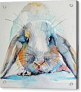 Rabbit #1 Acrylic Print