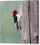 Red Headed Woodpecker  #2 Acrylic Print