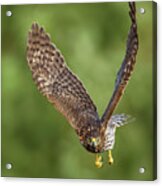 Red-tailed Hawk Acrylic Print
