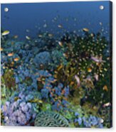 Reef Scene With Coral And Fish #2 Acrylic Print