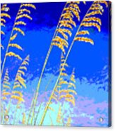 Sea Oats #2 Acrylic Print