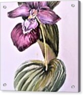 Slipper Foot Orchid #2 Acrylic Print