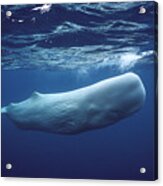 White Sperm Whale Acrylic Print