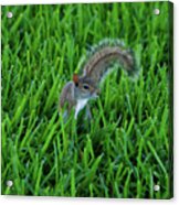 2- Squirrel Acrylic Print