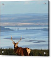 Stag Overlooking The Beauly Firth And Inverness #2 Acrylic Print