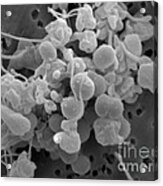 Staphylococcus Epidermidis Bacteria #2 Acrylic Print