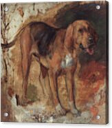 Study Of A Bloodhound #3 Acrylic Print