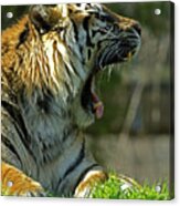 Sumatran Tiger #3 Acrylic Print