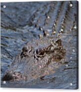 Swimming Alligator #2 Acrylic Print