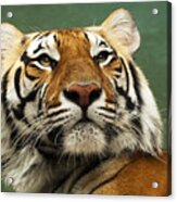 Tiger #2 Acrylic Print