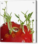 Tomato Seedlings Sprouting #2 Acrylic Print