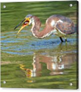 Tricolored Heron With Fish #2 Acrylic Print