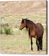 Wild Mustang #2 Acrylic Print