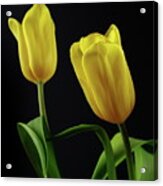 Yellow Tulips Acrylic Print