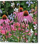 2013 Mid July At The Gardens Coneflowers Acrylic Print