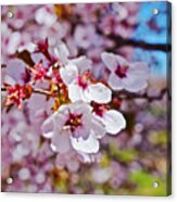 2015 Early Spring Cherry Blossoms 1 Acrylic Print