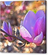2015 Early Spring Magnolia Acrylic Print