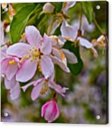 2015 Spring At The Gardens White Crabapple Blossoms 1 Acrylic Print