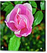 2016 Late Blooming Rose 3 Acrylic Print