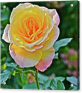 2016 Mid October At The Garden Day Breaker Floribunda Rose Acrylic Print