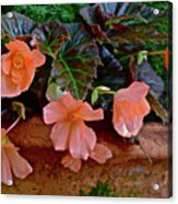 2017 Early July At The Gardens Begonias 2 Acrylic Print