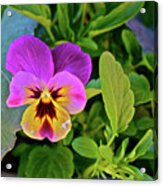2017 Earthday Olbrich Gardens Welcoming Pansy Acrylic Print