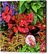 2017 Mid July At The Gardens Begonia And Coleus Acrylic Print