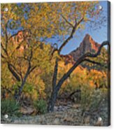 Zion National Park #21 Acrylic Print