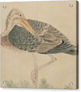 Birds Of Japan In The 19th Century #22 Acrylic Print