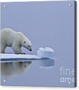 Polar Bear In Svalbard #23 Acrylic Print