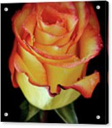 23rd Anniversary Rose Acrylic Print