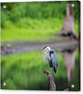 Blue Heron #27 Acrylic Print