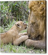 African Lion Cub Playing With Adult #3 Acrylic Print