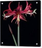 Amaryllis 'quito' #4 Acrylic Print