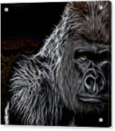 Ape Collection #3 Acrylic Print