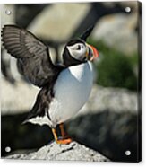 Atlantic Puffin #4 Acrylic Print