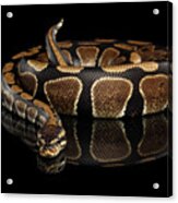 Ball Or Royal Python Snake On Isolated Black Background #3 Acrylic Print