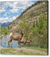 Bighorn Sheep In The Rocky Mountains Acrylic Print