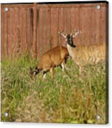 3 Bucks In Velvet - 001 Acrylic Print