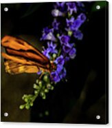 Butterfly #3 Acrylic Print