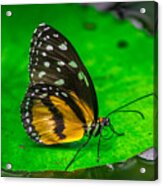 Butterfly #3 Acrylic Print