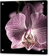 Close Up Shoot Of A Beautiful Orchid Blossom #3 Acrylic Print
