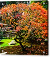 Fall Color - Japanese Maple #3 Acrylic Print