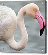 Greater Flamingo Phoenicopterus Roseus #3 Acrylic Print